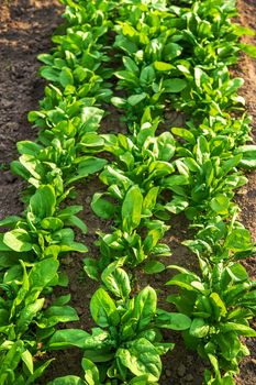 Spinach grows in the garden. Selective focus. Nature.