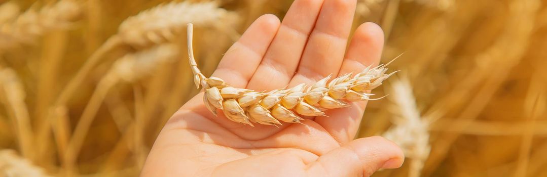 A child in a wheat field. Selective focus. nature.