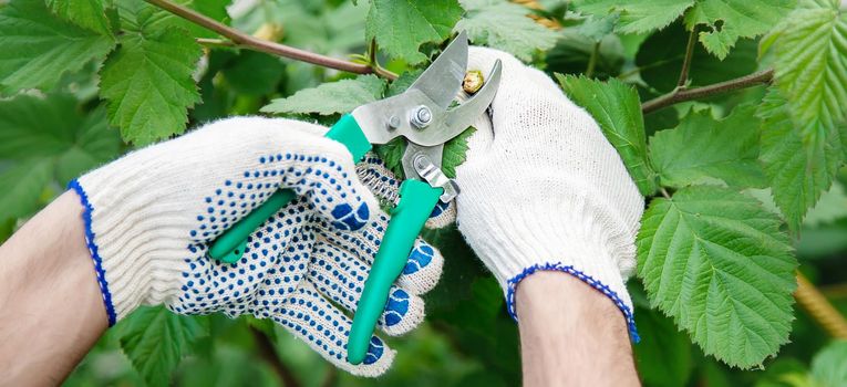 gardener pruning shears bushes. Garden. Selective focus nature