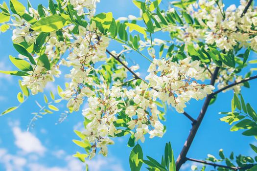 Flowering acacia tree in the garden. Selective focus. nature.