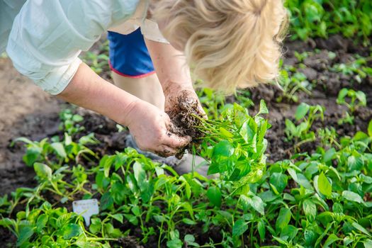 worker with pepper seedlings in spring. Selective focus. nature.