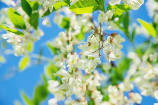 Flowering acacia tree in the garden. Selective focus. nature.