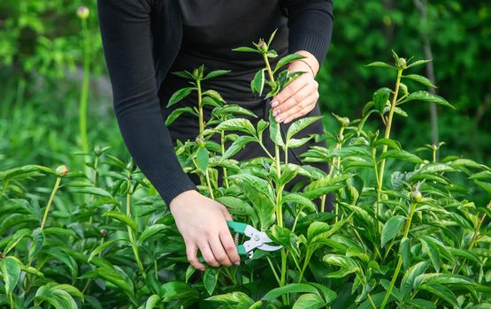 gardener pruning flowers Garden. Selective focus. nature flowers