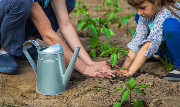 The child and father are planting a plant. Selective focus. Kid.