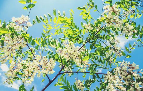 Flowering acacia tree in the garden. Selective focus. nature.