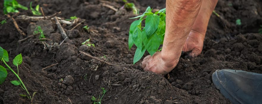 Grandmother is planting seedlings in the garden. Selective focus. Nature.