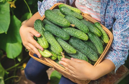 homemade cucumber cultivation and harvest in the hands of a child. selective focus. nature.