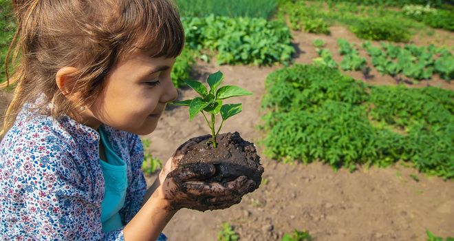 The child is planting seedlings in the garden. Selective focus. Nature.
