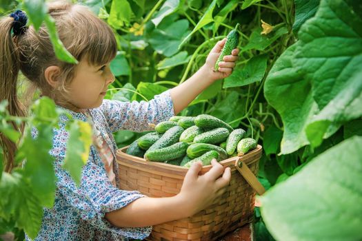 homemade cucumber cultivation and harvest in the hands of a child. selective focus.