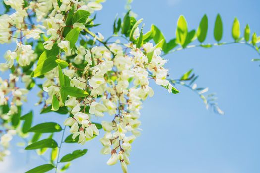 Flowering acacia tree in the garden. Selective focus. nature.