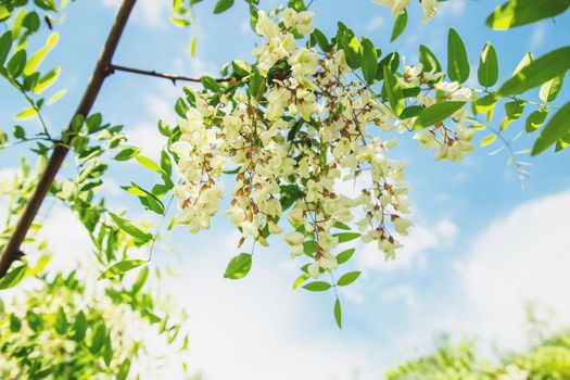 Flowering acacia tree in the garden. Selective focus. nature.