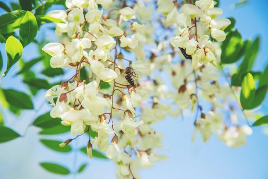 Flowering acacia tree in the garden. Selective focus. nature.