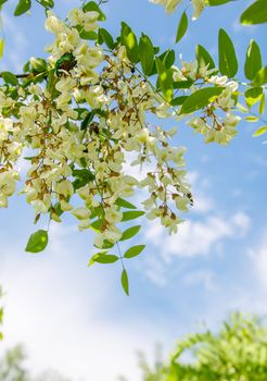 Flowering acacia tree in the garden. Selective focus. nature.