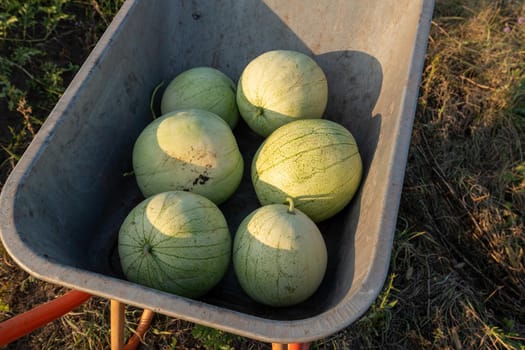 Small watermelons lie in the wheelbarrow