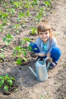 child plants and watering plants in the garden. Selective focus.