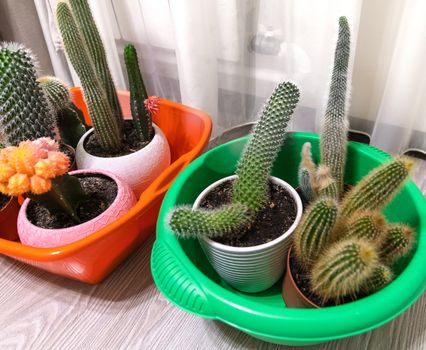 Cacti in basins to pour water during absence of people