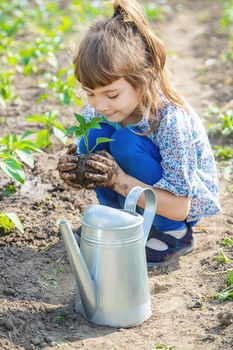 child plants and watering plants in the garden. Selective focus.
