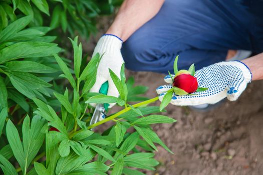 gardener pruning flowers Garden. Selective focus. nature flowers