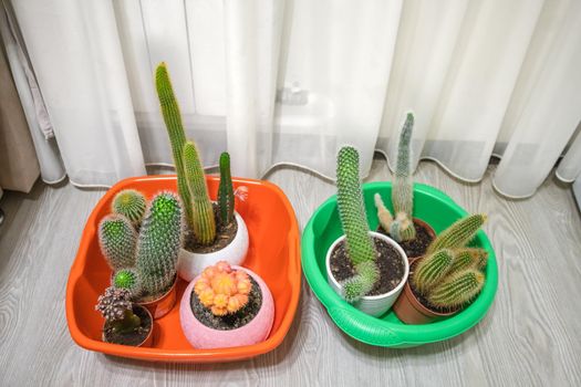 Cacti in basins to pour water during absence of people