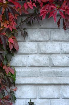 Vertical photo of a climbing plant surrounding a grey brick wall