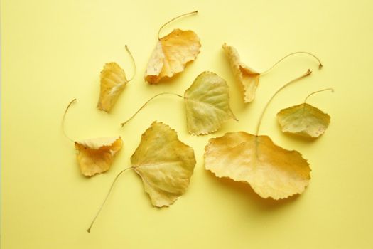 Autumn creative background. Leaves on a yellow background.