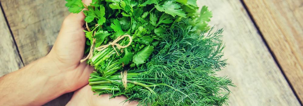 Fresh homemade greens from the garden. Selective focus. nature.