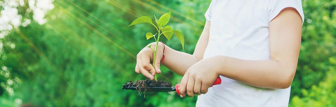 child plants and watering plants in the garden. Selective focus. nature.