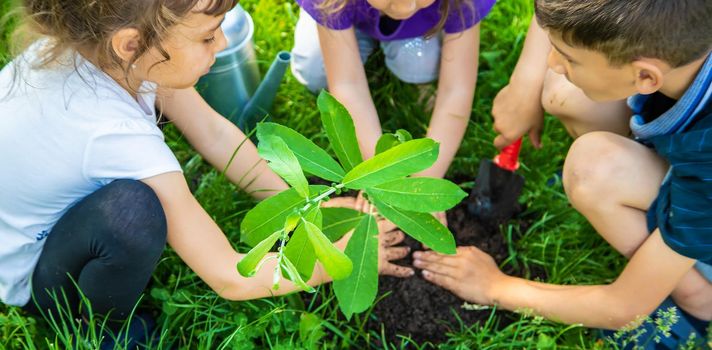 The child is planting a tree together. Selective focus. Kid.