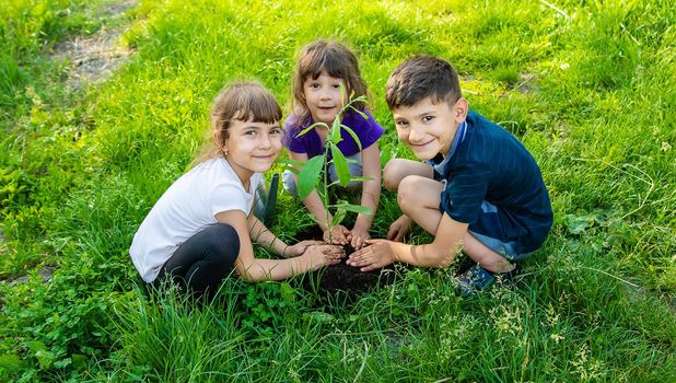 The child is planting a tree together. Selective focus. Kid.