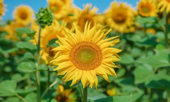 Field of blooming sunflowers. Nature. Selective focus nature