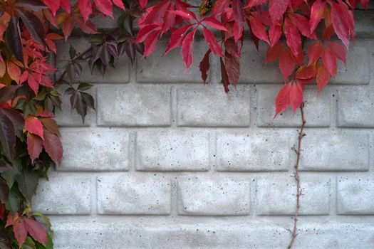 Horizontal photo with copy space of leaves hanging from a climbing plant on a wall