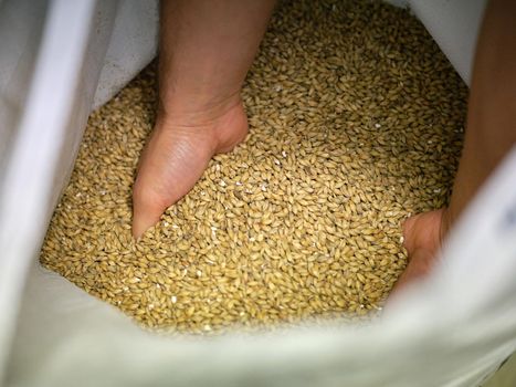 Top view of the hands of a man in a textile bag full of barley for brewing craft beer