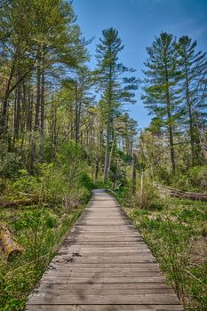 Wooden pathway or walkway at Pink Beds Picnic Area in Pisgah National Forest.