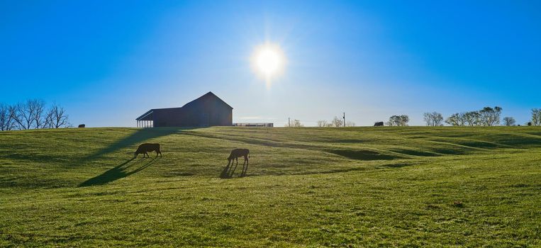 Cows grazing in a pasture with the early morning sun.