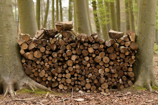 A row of wooden logs