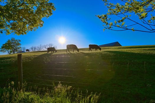 Three Cows grazing with the early morning sun.