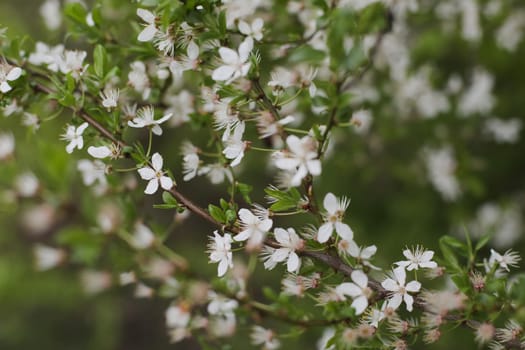 Branches of blossoming cherry tree with soft focus. Beautiful floral image of spring nature