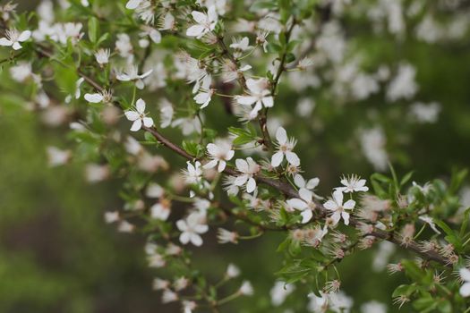 Branches of blossoming cherry tree with soft focus. Beautiful floral image of spring nature