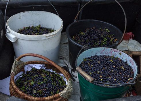 Batch of blueberrys forest gifts in bucket