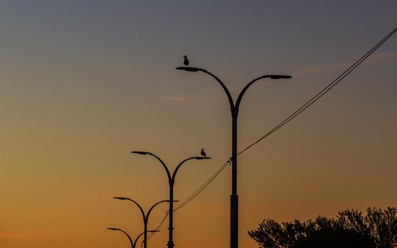 Orange sky at sunrise time, electricity line, birds sitting on lantern lights