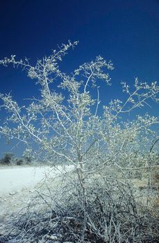 dusty plant near a dirt road, Etosha National Park, Namibia