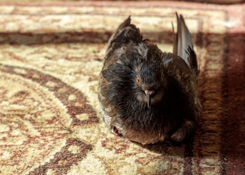 Wild animal pigeon bird accustomed, after washing time, catch a warm place on carpet