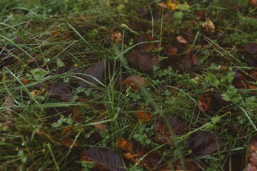 Green grass texture with water drops for background close-up
