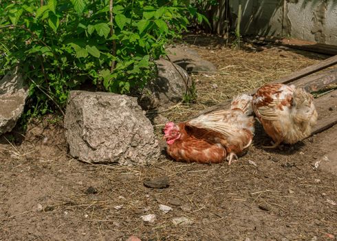 Farm living bird brown chicken fall to sleep, head portrait, beak and crest