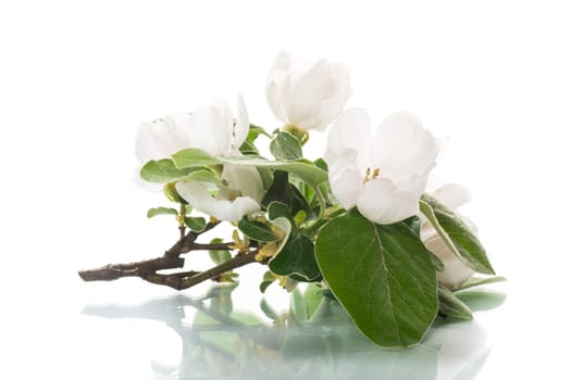 Branch with flowering quince and leaves isolated on white background