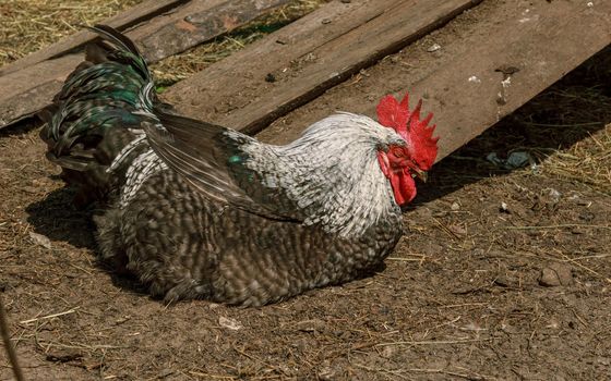Farm living bird rooster fall to sleep,beak and crest