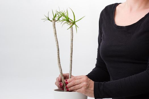 Woman hands planting into pot two rooted cuttings dracaena marginata on white background