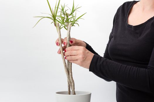 Woman hands planting into pot three rooted cuttings dracaena marginata on white background twisting it