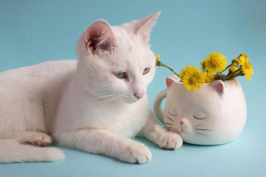 A white cat with mother-and-stepmother flowers in a white cat-shaped cup on a blue background. Good cozy morning