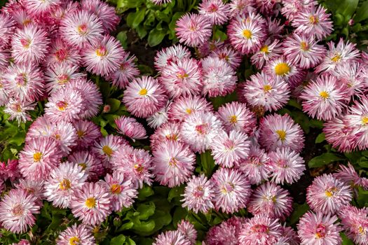 Many colorful of Common Daisy- Monstrosa. Corsican Bellis Perennis Flower. Top view